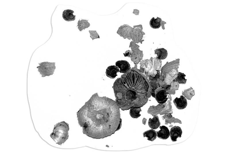 Green SEED Legionnaires Cap